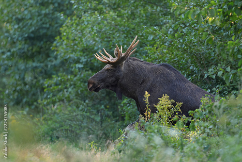  Łoś (Alces alces) moose 