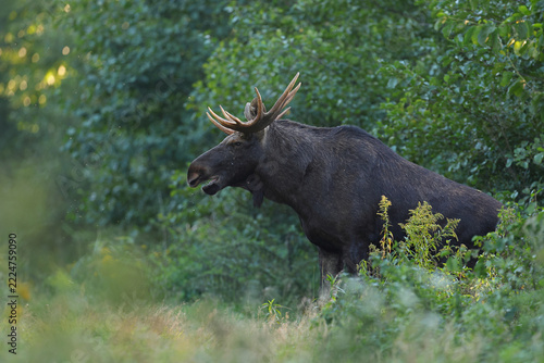  Łoś (Alces alces) moose 