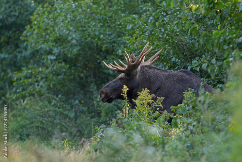  Łoś (Alces alces) moose 