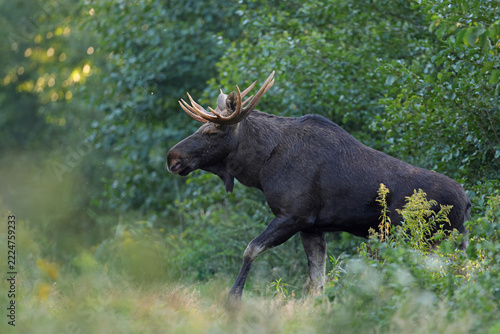  Łoś (Alces alces) moose 