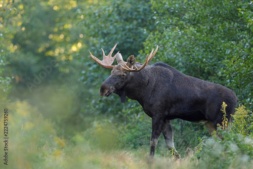  Łoś (Alces alces) moose 