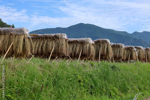 昔ながらの稲架掛け　高知県八畝の棚田