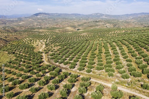 Cultivated olive trees (Olea europaea), aerial view, drone shot, Córdoba province, Andalusia, Spain