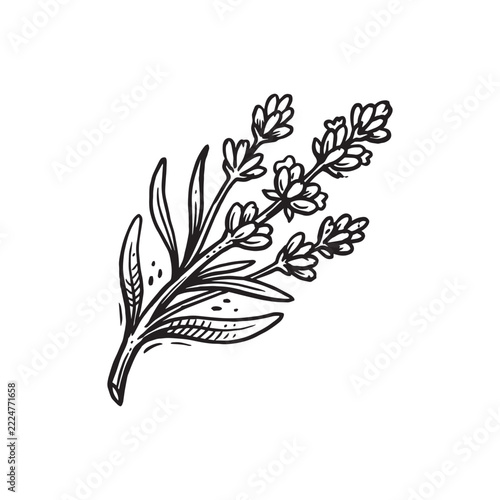 Lavender sprig line art vector. Hand drawn botanical illustration of fragrant floral branch with blooming buds and leaves isolated on white background for aromatherapy cosmetic or herbal medicine.