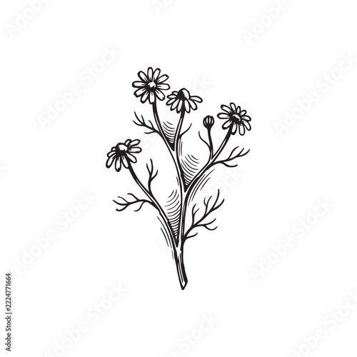 Chamomile flower line art vector. Hand drawn botanical illustration of medicinal herb branch with blooming petals and leaves isolated on white background for organic skincare or herbal tea design.