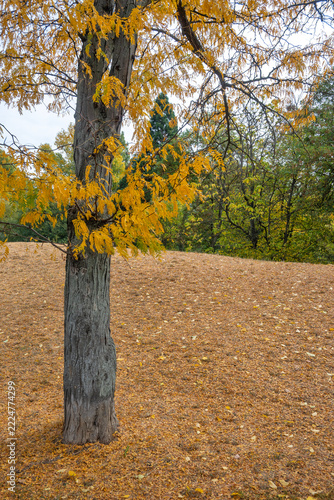 Autumn Landscape of South Park in city of Sofia, Bulgaria