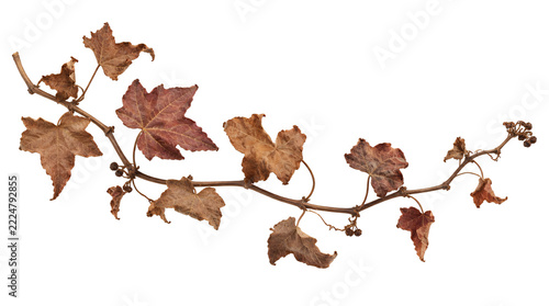 Vine Dried Vine with Brown Leaves Food Still Life