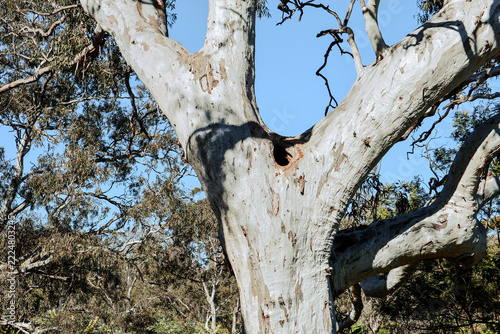 eucalyptus tree hollows on tree in australian bushland