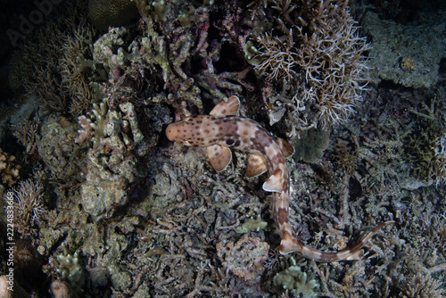 A Halmahera walking shark, Hemiscyllium halmahera, is found hunting on a shallow coral reef at night near Halmahera Island, Indonesia. This bottom-dwelling epaulette shark is an endemic species.