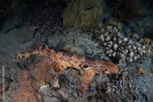 A Halmahera walking shark, Hemiscyllium halmahera, is found hunting on a shallow coral reef at night near Halmahera Island, Indonesia. This bottom-dwelling epaulette shark is an endemic species.