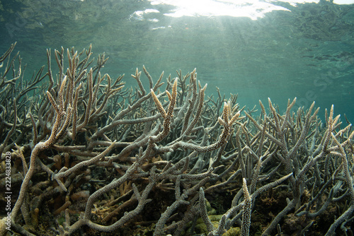 Fragile staghorn corals, Acropora sp., cover a shallow reef near Halmahera, Indonesia. This area harbors the greatest marine biodiversity on Earth and is a destination for diving and snorkeling.