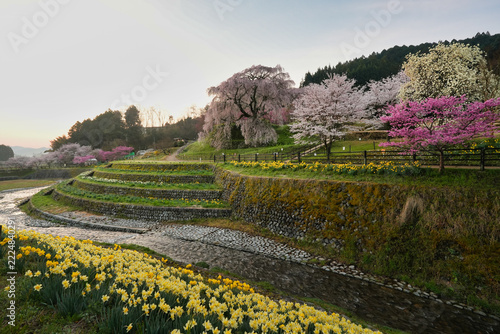 朝の光に包まれる奈良の又兵衛桜