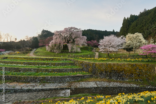奈良県宇陀市に咲く又兵衛桜の朝景色