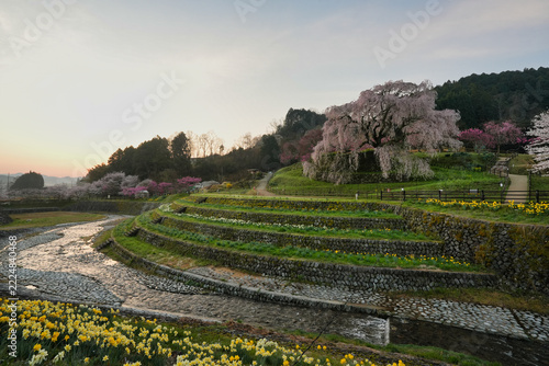 穏やかな朝の又兵衛桜