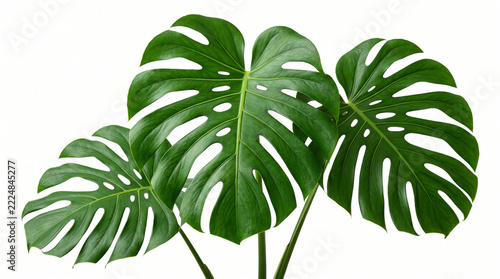 Three fresh green monstera leaves isolated on a clean white