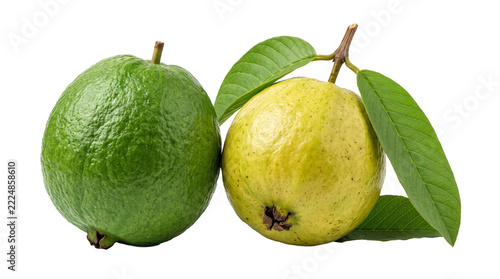 Green and yellow guava fruits with leaves on a stem, tropical fruit, psidium guajava, isolated on white background