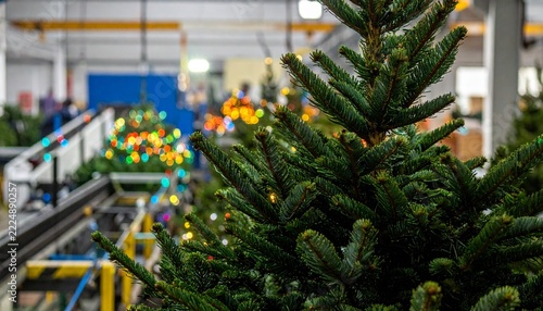 Inside a Christmas tree factory warehouse