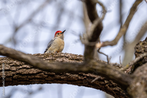Red-bellied woodpecker on a branch