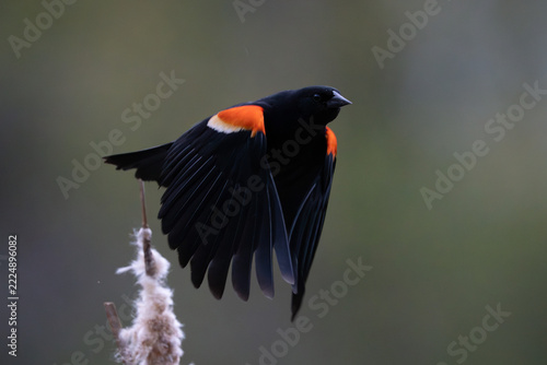 red winged blackbird