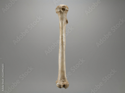 Clean human femur bone isolated on display