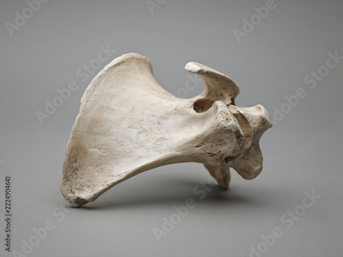 Human scapula bone isolated on grey background