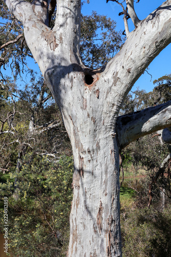 eucalyptus tree trunk with hollows on gum tree