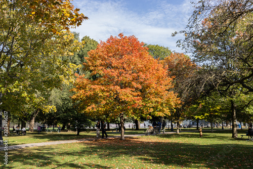 Photography Colorful trees during fall in Toronto