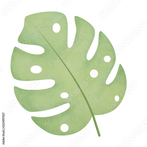 Watercolor Green Monstera Leaf Illustration