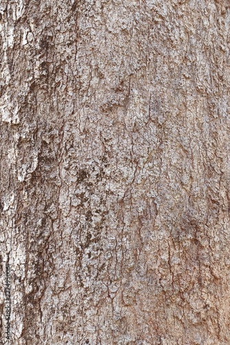 close up of tree bark texture for background