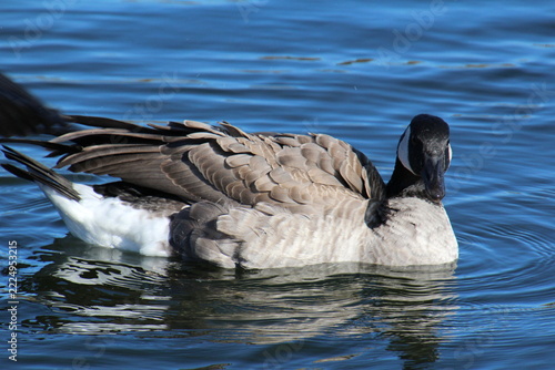 canada goose swimming in water