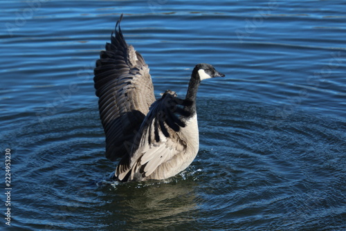 Goose Taking Off, William Hawrelak Park, Edmonton, Alberta