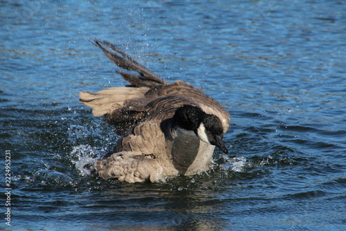 Splash Of  The Goose, William Hawrelak Park, Edmonton, Alberta