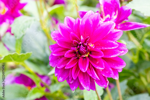 A dahlia flower grown in a garden,in this case, the Dahlia Creme de cassis