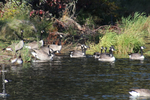 Geese Taking Too Water, William Hawrelak Park, Edmonton, Alberta