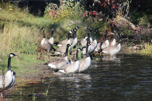 group of geese on the beach, William Hawrelak Park, Edmonton, Alberta