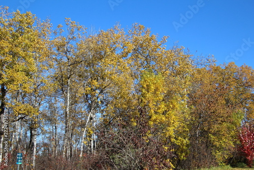trees in autumn