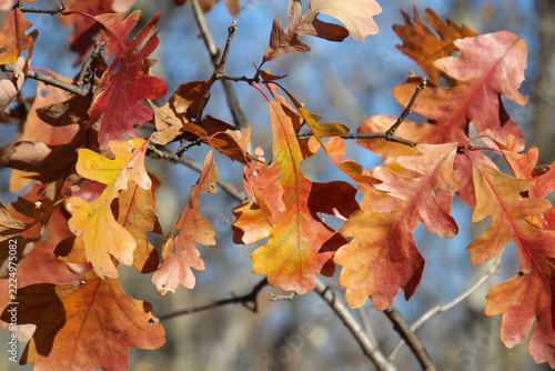 autumn leaves in the wind, William Hawrelak Park, Edmonton, Alberta