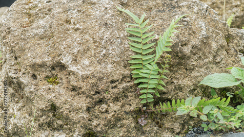 Green fern rocky texture natural stone wild plant rough surface closeup nature resilience organic pattern outdoor rock survival growth Green fern rough natural stone with rocky texture