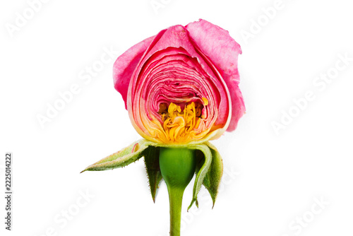 A bud of a pink rose and a cross‑section showing its internal structure, against a white background with green sepals and a stem. Climbing rose Jasmine.