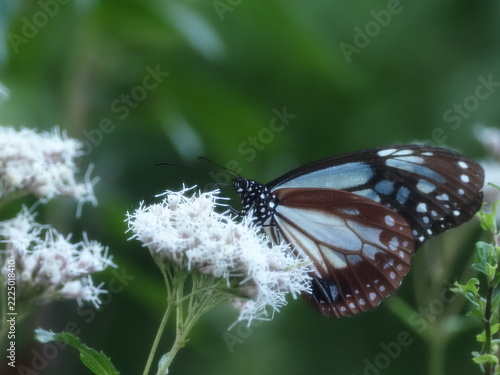 花の蜜を吸うアサギマダラ
