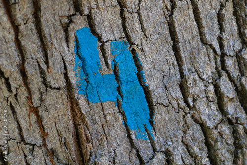 Bright blue painted marking on deeply fissured tree bark