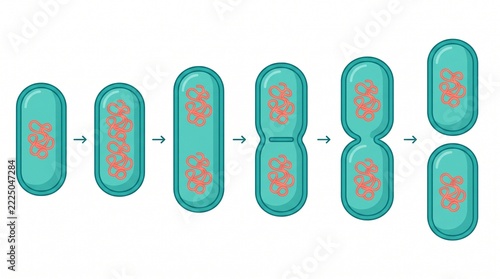 Bacterial cell division process and binary fission stages. Microorganism growth and reproduction cycle. Detailed infographic chart showing cell elongation and pinching