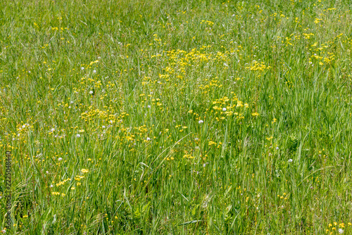 Small yellow wildflowers scattered through lush green meadow grass
