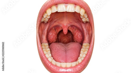 Human Mouth Open Showing Teeth Tongue Tonsils Uvula Soft Palate and Throat Anatomy for Medical Examination Isolated on white background