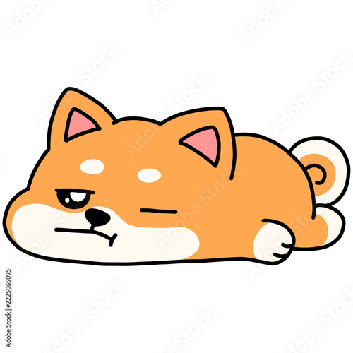Cute tired Shiba Inu dog lying down