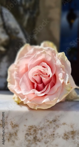  Single pale pink rose lying horizontally on a light stone surface and illuminated by natural sunlight. Selective focus and ample copy space create an elegant floral composition suitable for romantic,