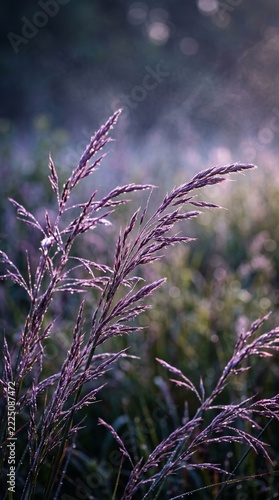 Ethereal Purple Grass Stalks in Soft Morning Light