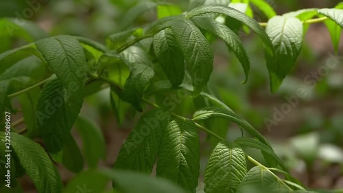 Slow motion close up of green leaves gently swaying in shaded forest understory with soft natural light and shallow depth of field