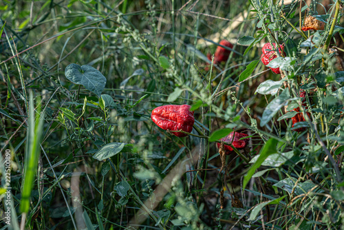 Vibrant red chili peppers are nestled among lush green foliage, creating a striking contrast in this natural setting. The wildflowers add a pop of color to the dense greenery.
