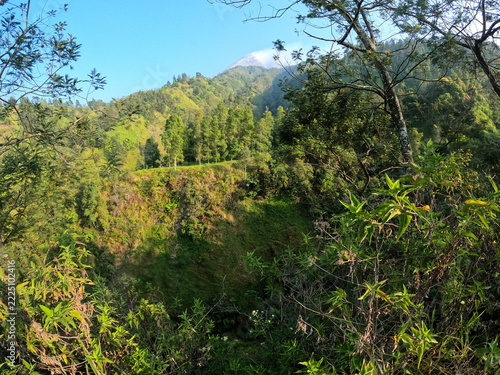 Volcanic mountain peak framed by lush forest foliage and trees